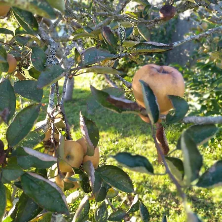 Casa O Segredo, Costa Da Morte Con Piscina Vakantiehuis Coristanco
